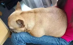 japonensisJAVA水多多破解版